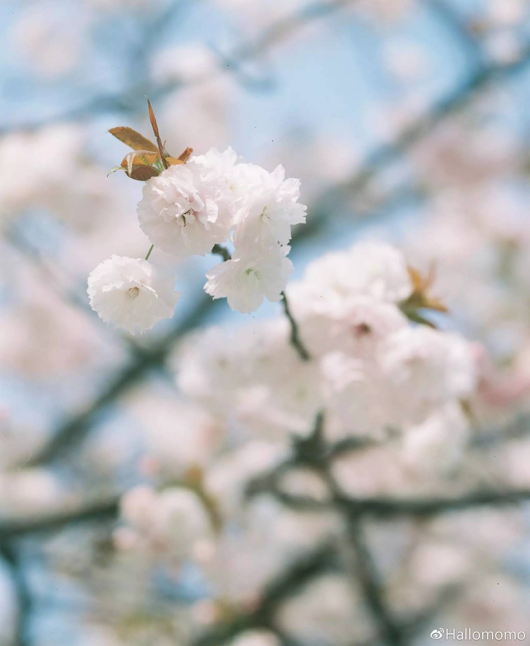 中画幅胶片机推荐,有哪些值得买的胶片机