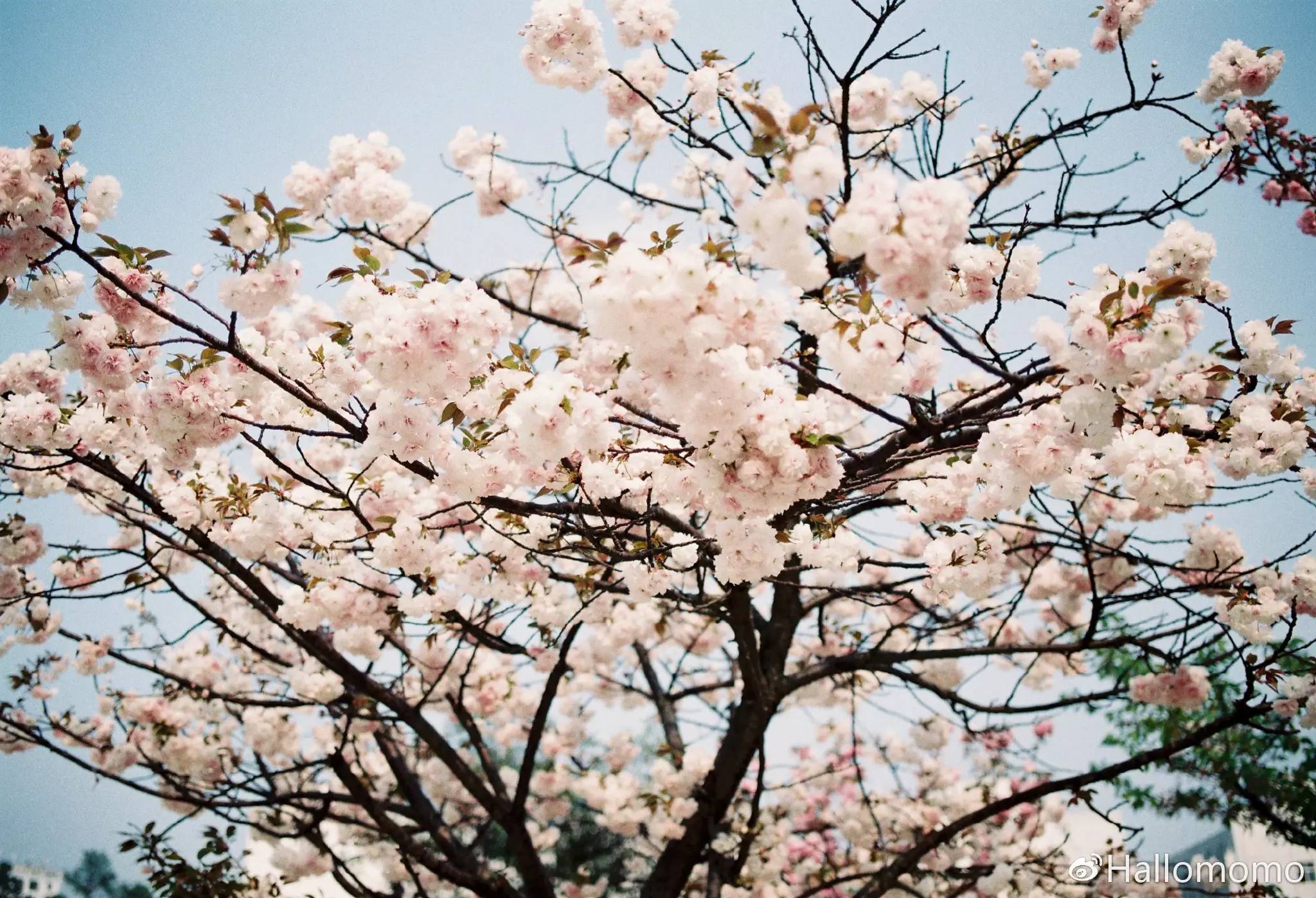 那些年我玩过的胶片机,旁轴胶片机推荐