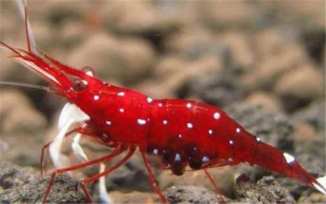 苏虾饲养注意事项,苏虾的养殖方法和注意事项