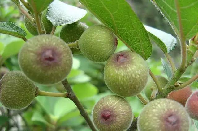 无花果水洗脚灼伤皮肤,到底谁是罪魁祸首?