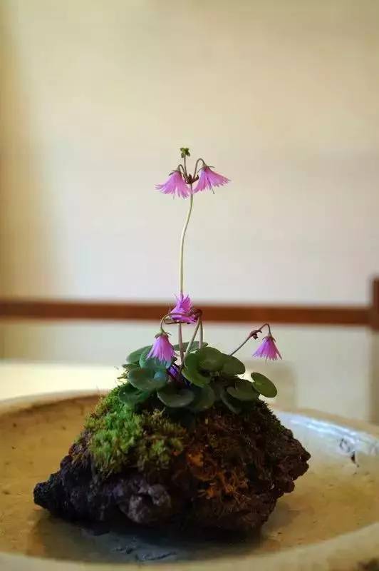 一花一世界一草一天堂一叶一菩提,一花一世界一草一天堂歌曲