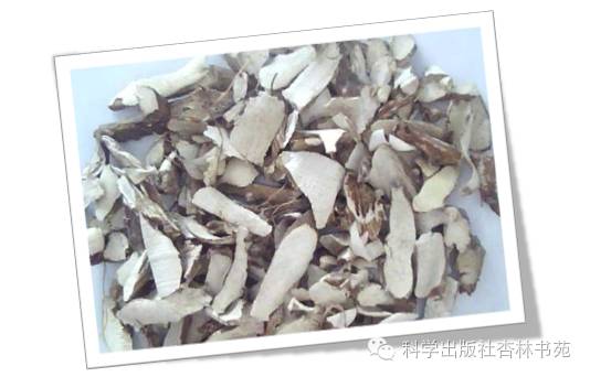 朱良春发掘民间中医,穿山龙朱良春