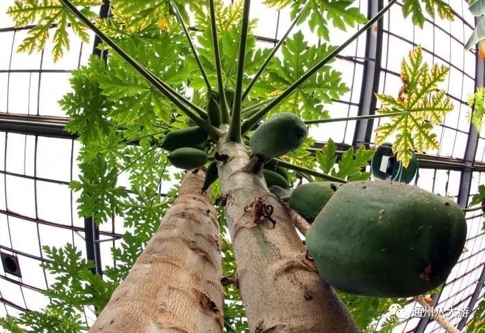 天冷了秋膘可以贴起来了,天冷了囤点膘过冬