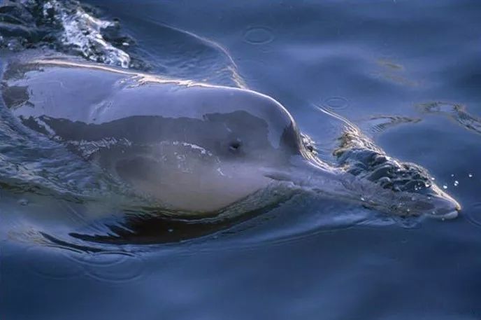 古人画的小动物,绿水青山里面的动物