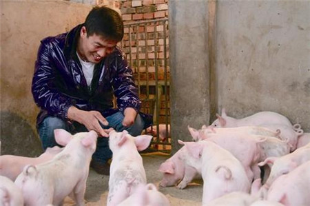 最可爱的中国养猪人,我为你歌唱!