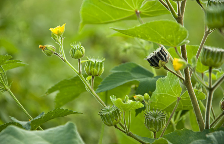 农村常见的中草药功效解说,常见中草药的功效与作用