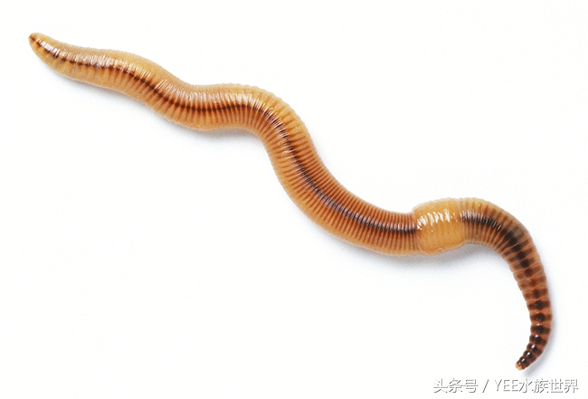 观赏鱼各种活食,观赏鱼动物性饲料有哪些