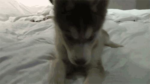 为什么可以养大狗不能养大猫,如何养好一只大狗