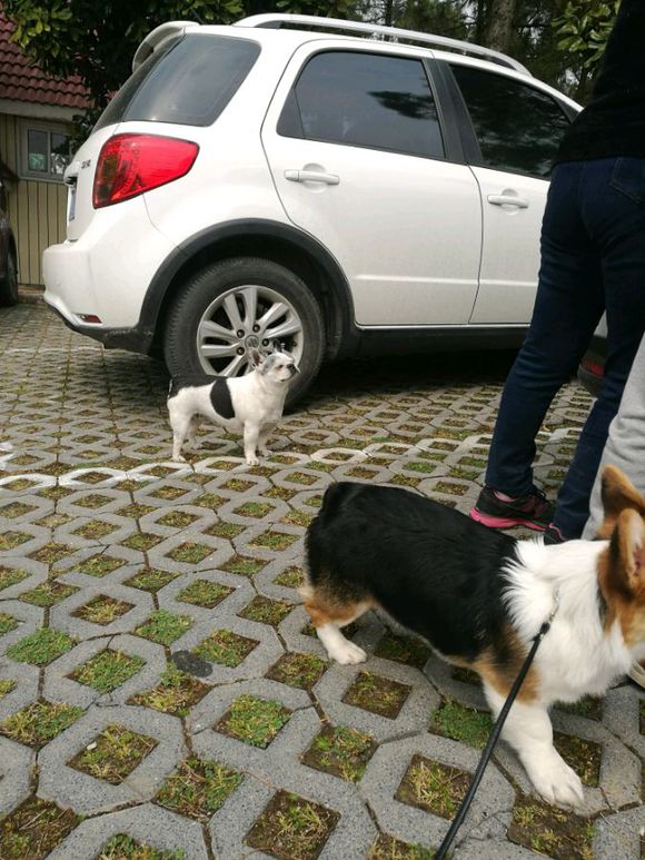 法斗和柯基能生出来什么,柯基和法斗生出的狗狗