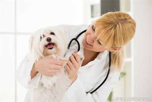 狗狗消瘦的最佳治疗方法,狗狗消瘦还掉毛是什么原因