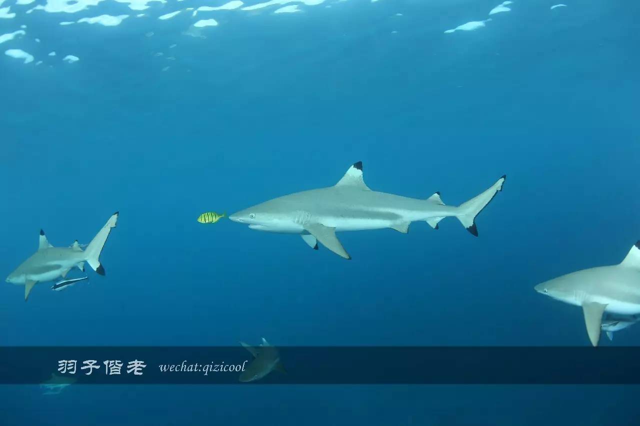 帕劳的旅游时长是多少,帕劳旅游找哪个旅行社