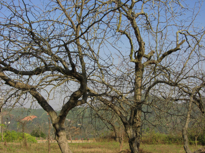 四年级画一棵大树写上各种计划,用一棵大树画出春夏秋冬