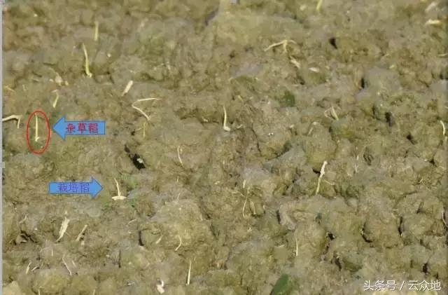 稻田杂草怎么治疗,稻田顽固杂草