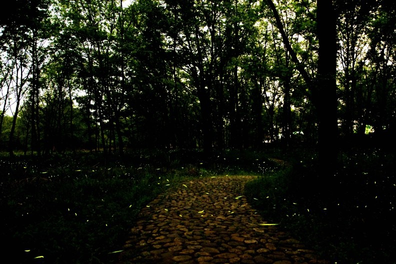 何为浪漫？带上爱的人到这里欣赏漫天飞舞的萤火虫怎样？