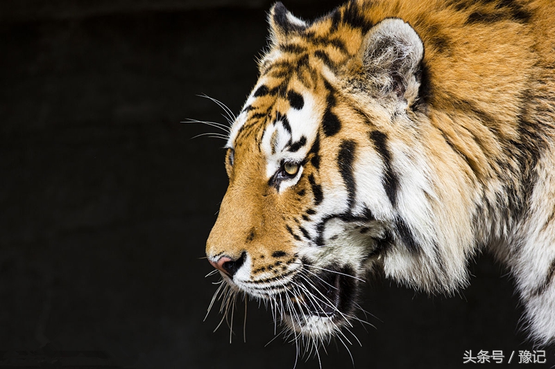古中华虎从河南走向世界，今天的河南还有野生虎吗？