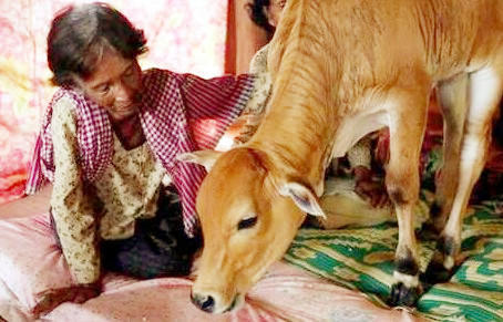 怪牛脸上长*棒肉**，五月小牛当新郎，看似奇闻，实关信仰