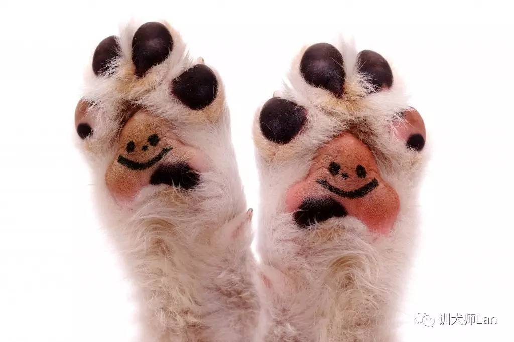 狗狗跛行的常见症状,狗狗走路有点瘸需要特殊治疗吗