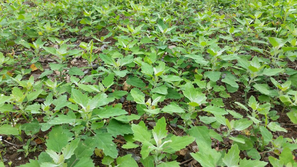 农村常见的中草药功效解说,常见中草药的功效与作用