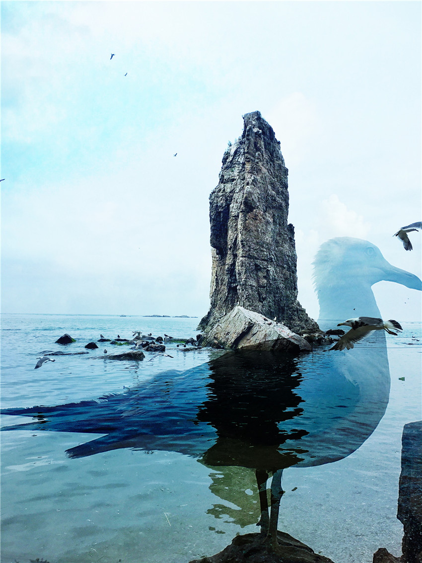 探海外仙境海驴岛,寻找海鸥王国的故事