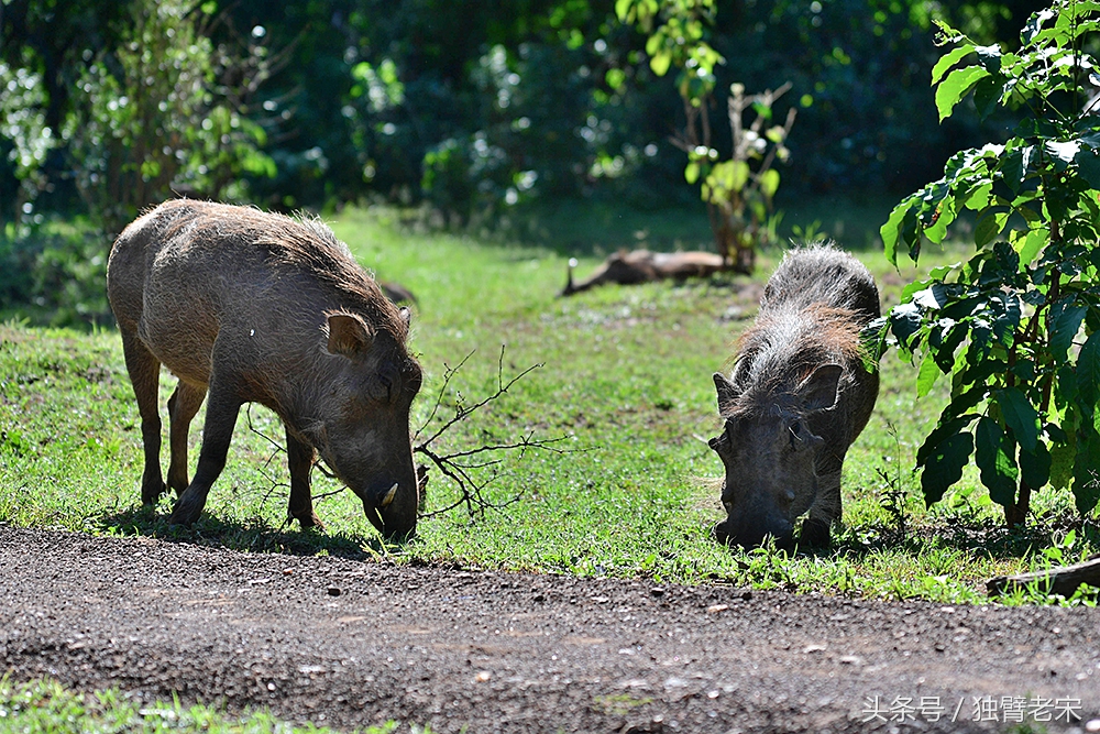 非洲马赛人有多厉害狮子都被吓跑,马赛人手拿一支长矛单挑一头狮子
