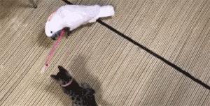 网购时商家送了个小面膜,没想这么小,给猫试了下,结果……