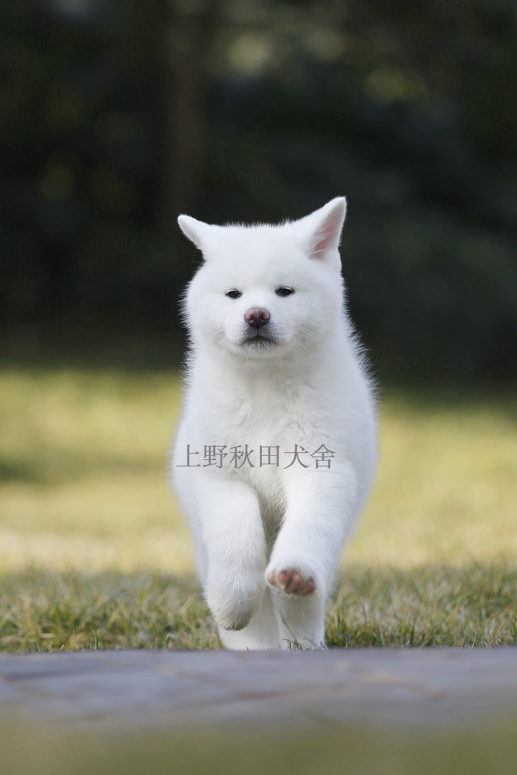 老婆不让养狗养些啥好,老婆不让养鸟