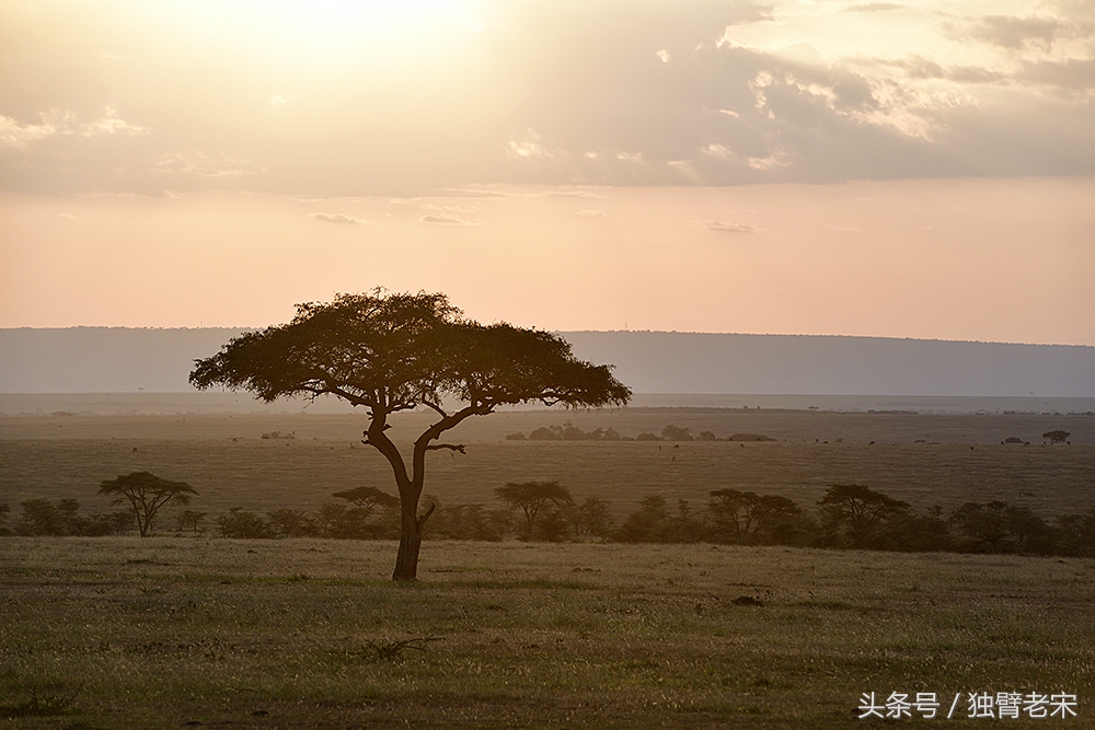 肯尼亚大草原狮子为什么不攻击人,肯尼亚非洲大草原雄狮大战犀牛
