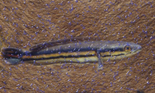 哪几种热带鱼好养,热带鱼好养的有哪几种