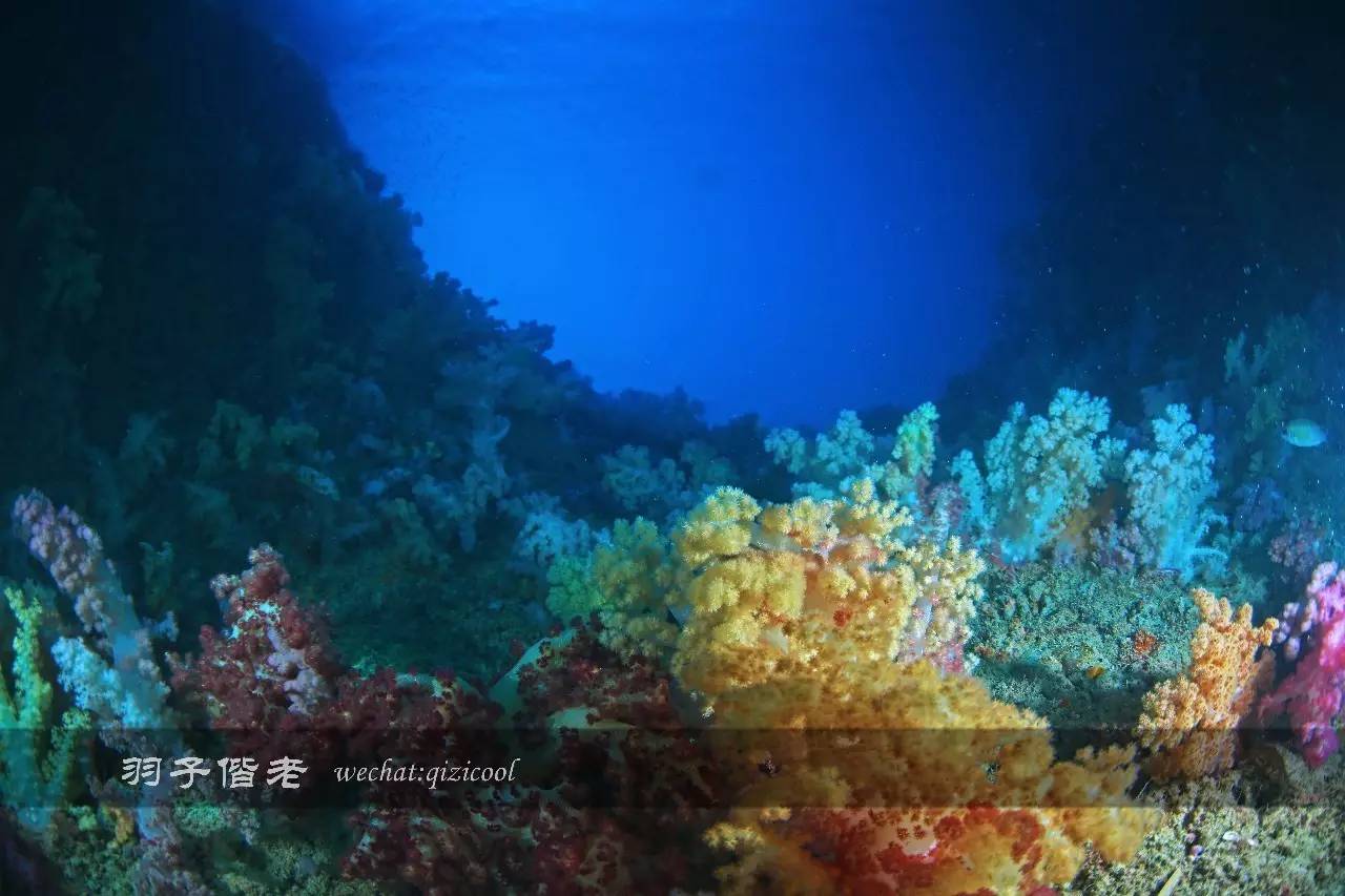 帕劳旅行真实感受,三次帕劳是一种什么体验