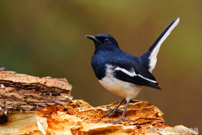 请不要在叫我喜鹊，我是四喜鸟