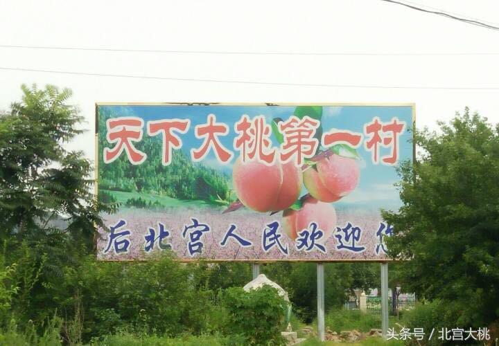 平谷大桃最好采摘园,平谷好吃的桃在哪采摘