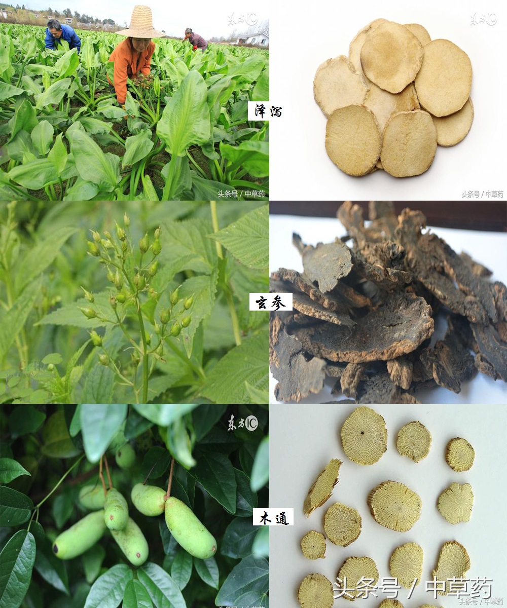 药性歌括四百味讲解视频,药性歌括四百味2