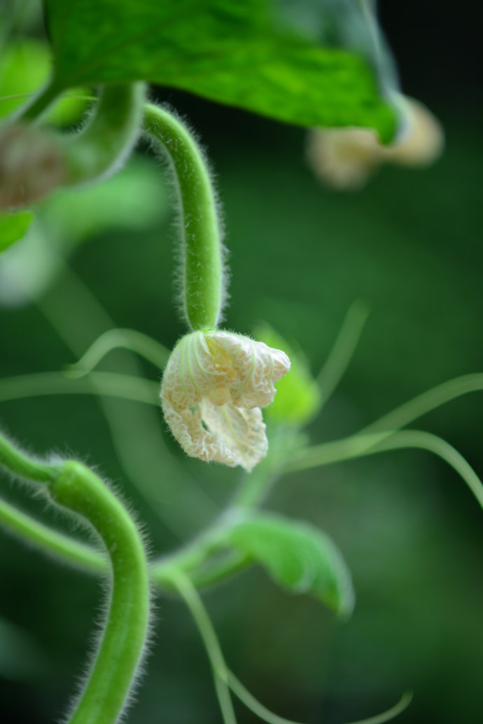 植物美图笔记~各种瓜（葫芦科植物）