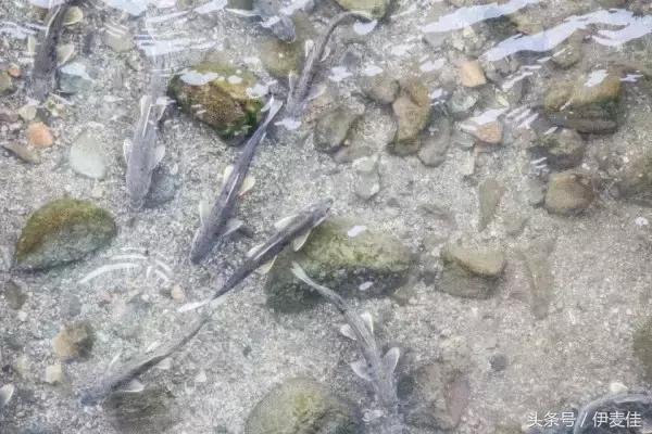 青海湟鱼科普介绍,湟鱼科普小知识