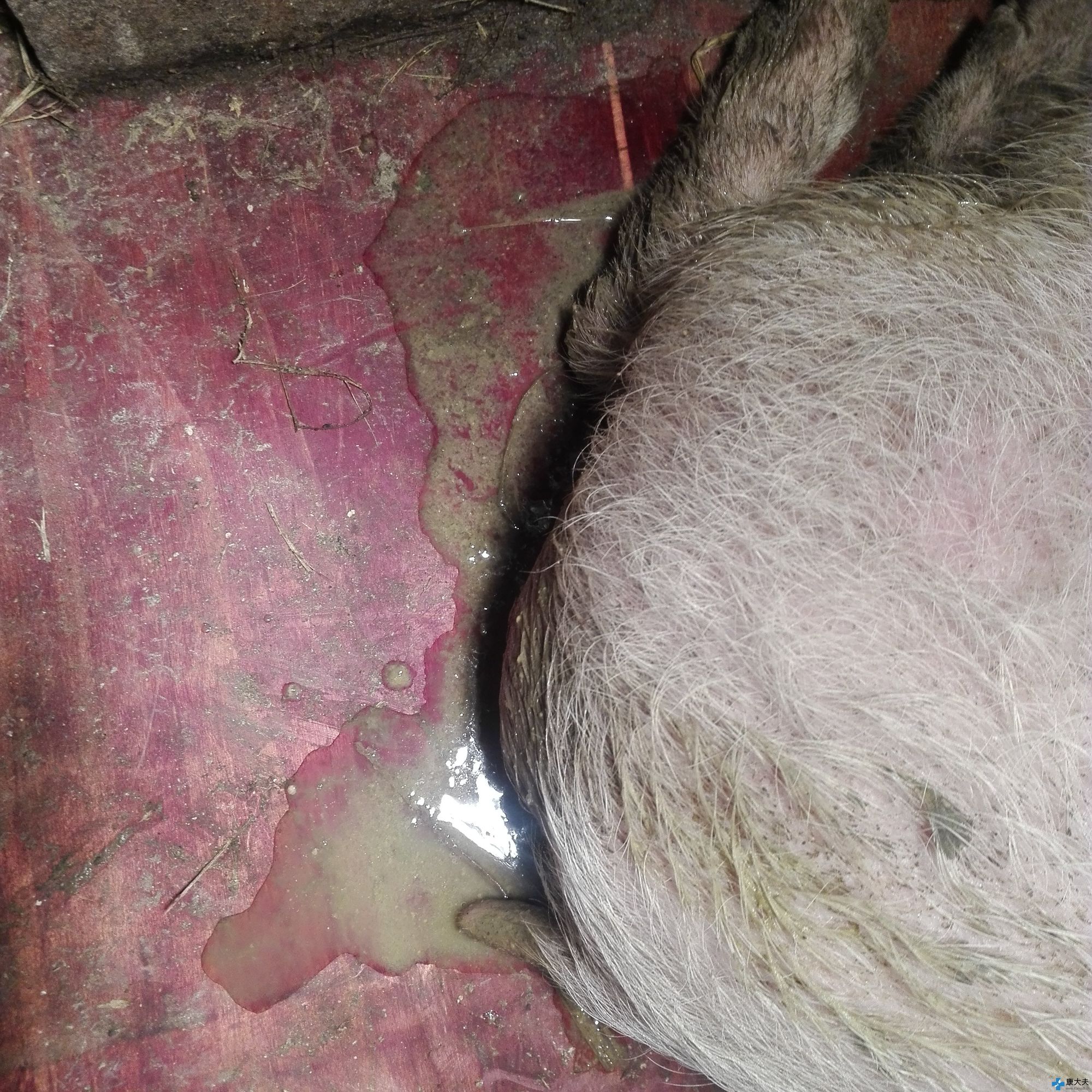 哺乳期小猪拉肚子怎么快速解决,哺乳期小猪反复拉稀怎么办