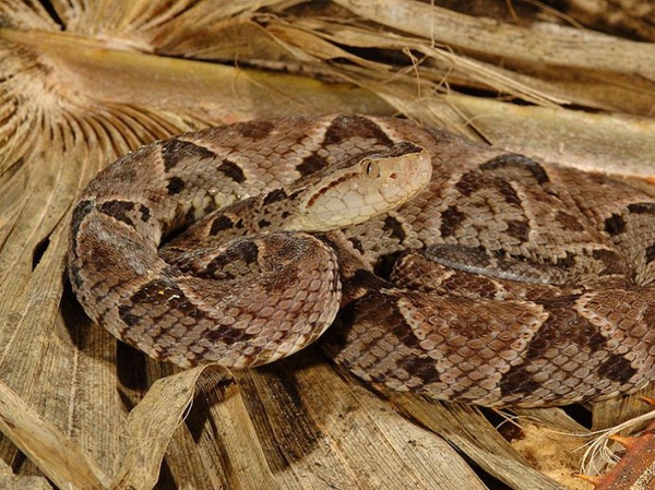 干货满满，在深山里面被毒蛇咬了怎么自救