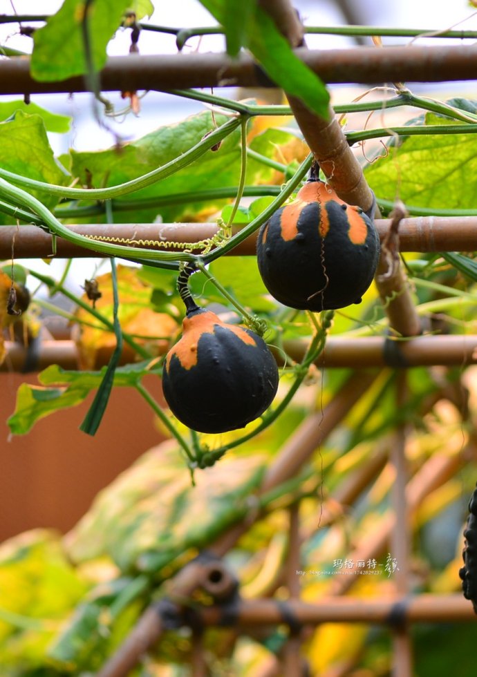植物美图笔记~各种瓜（葫芦科植物）
