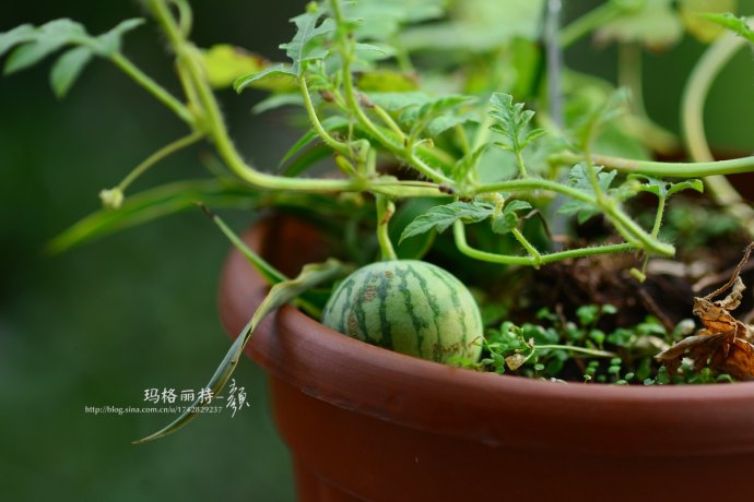 植物美图笔记~各种瓜（葫芦科植物）