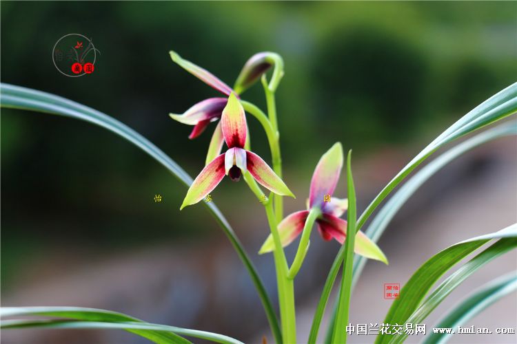 精美四季兰赤诚峨眉晨光花开2017！请欣赏！