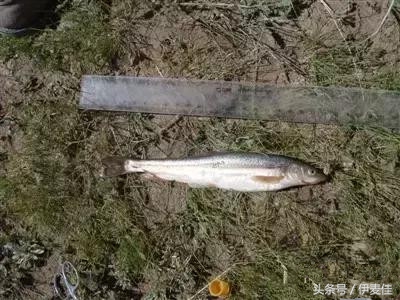 青海湟鱼科普介绍,湟鱼科普小知识