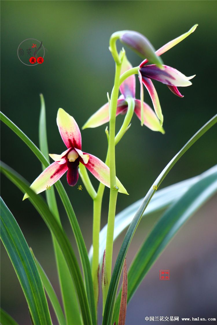 峨眉晨光四季兰品种,四季兰红舌精品欣赏