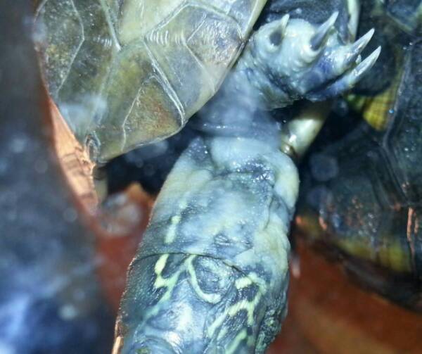 乌龟腐皮老是反复,红茶治疗乌龟腐皮