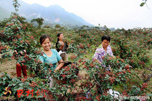 产业扶贫全覆盖,富平县打造三大百亿产业集群