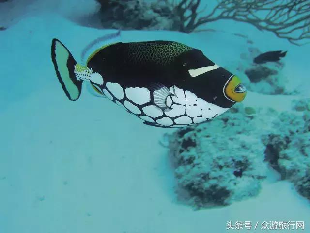 马尔代夫grandpark沙屋水屋,马尔代夫constance酒店