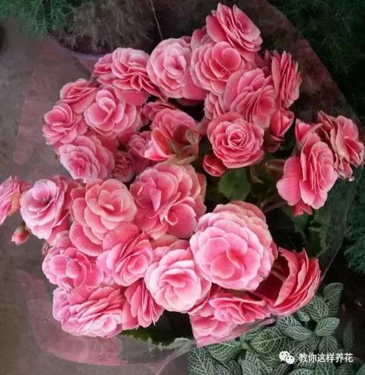 海棠到冬天叶片都掉光了,海棠到夏天就落叶