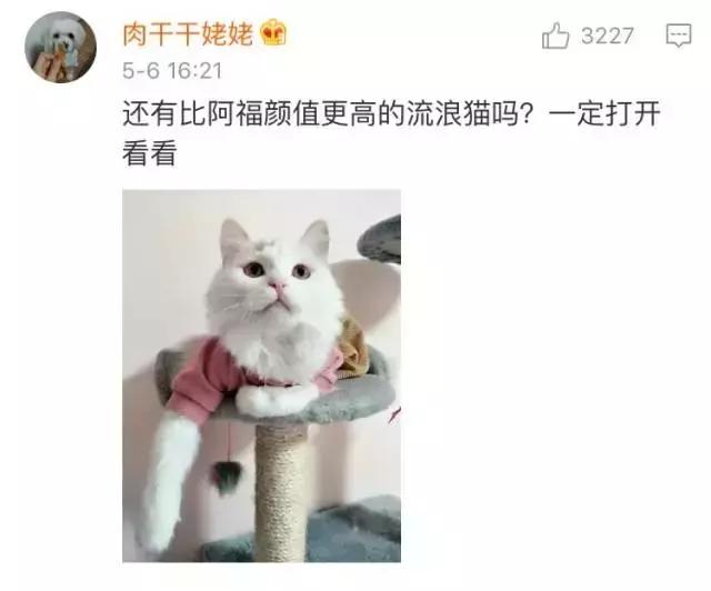 给流浪猫割双眼皮,成都流浪猫手术