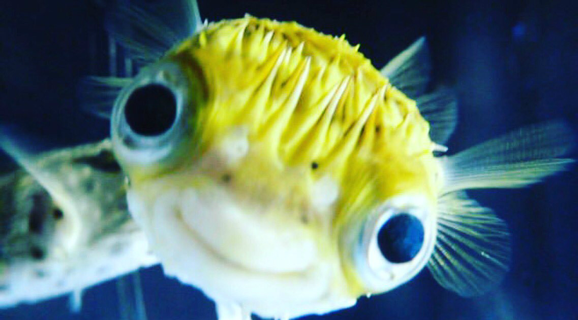 鱼眼有诡异的光,鱼眼中散发出诡异的光