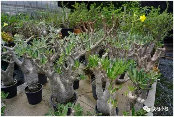 2019上海多肉展仙人球,2023泰国多肉展会直播