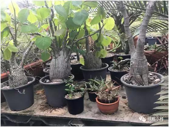 2019上海多肉展仙人球,2023泰国多肉展会直播