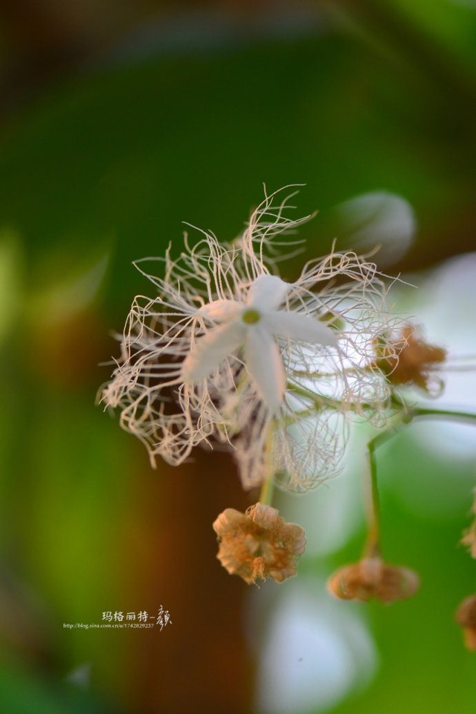 植物美图笔记~各种瓜（葫芦科植物）